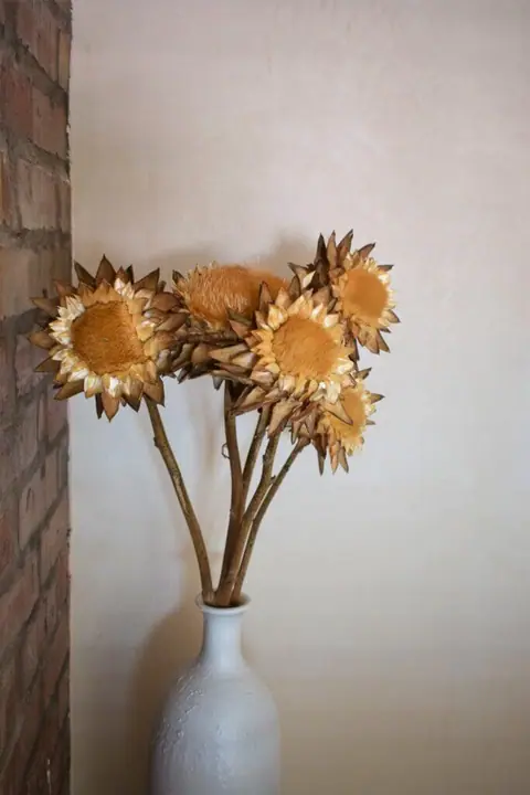 Dried proteas in a white vase