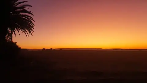 Orange sunset behind a palm tree